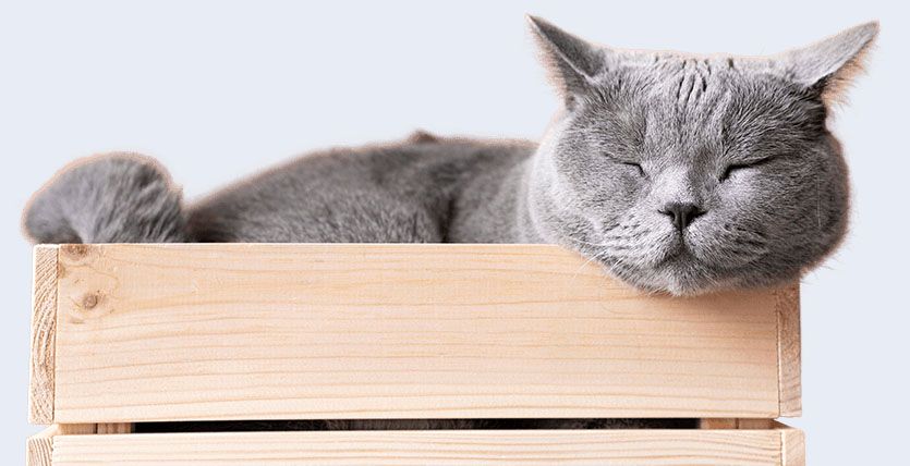 beautiful cat portrait isolated