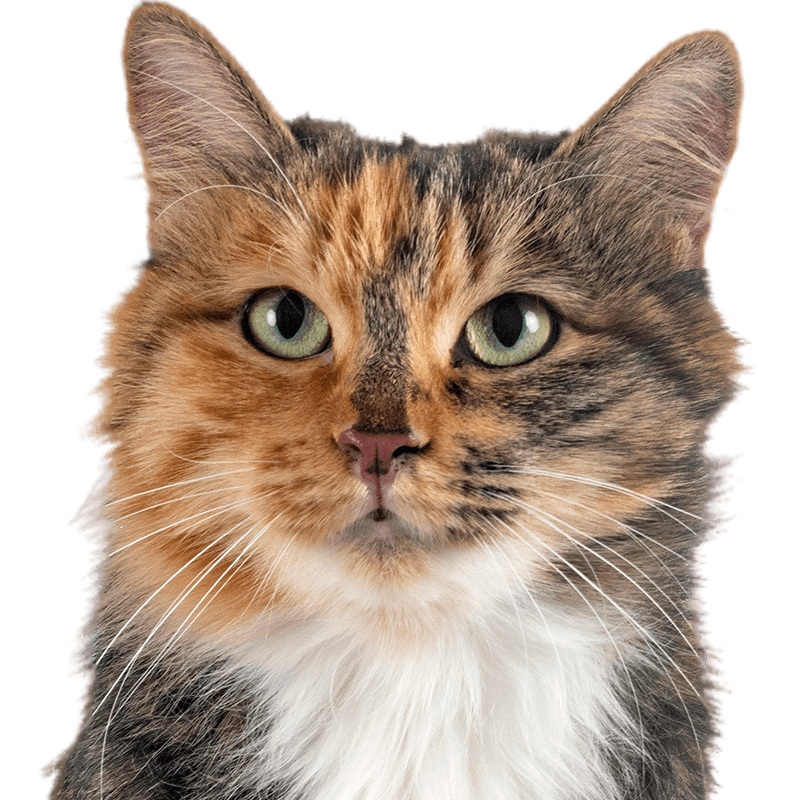 cute cat face looking at camera