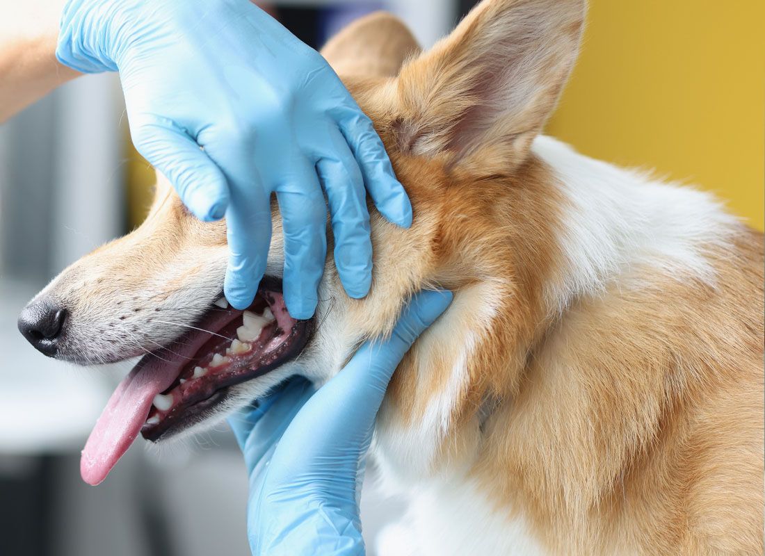 veterinarian looking dogs teeth