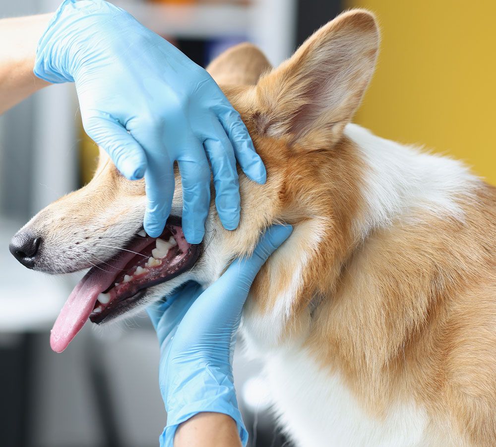veterinarian taking care of dogs teeth