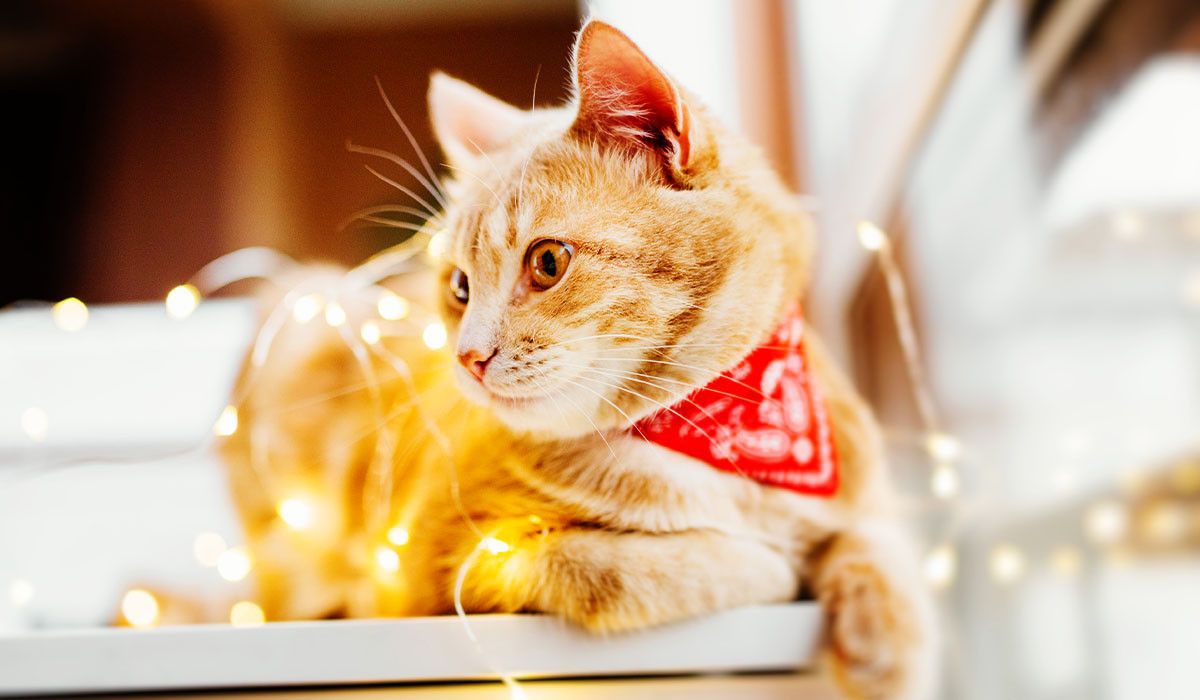 cute-cat-christmas-lights-holiday-safety-tips