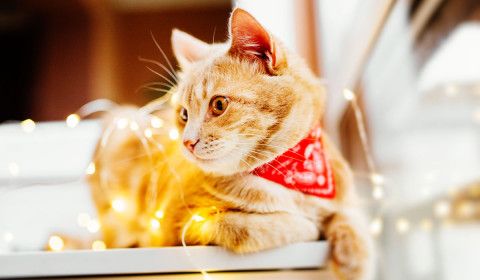 Holiday Pet Emergencies: How to Keep Your Furry Friends Safe This Festive Season