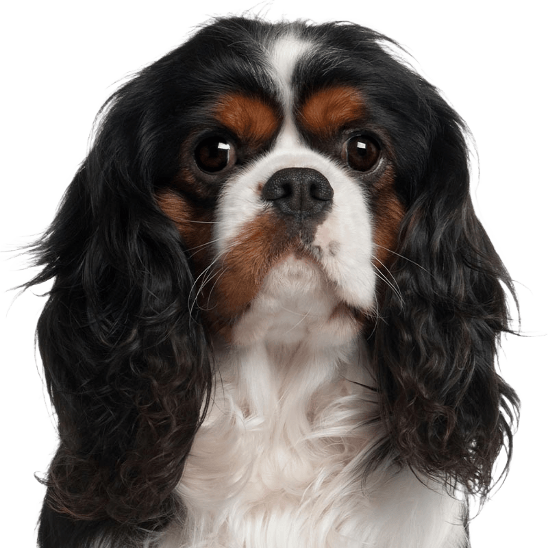 cute dog with long hair