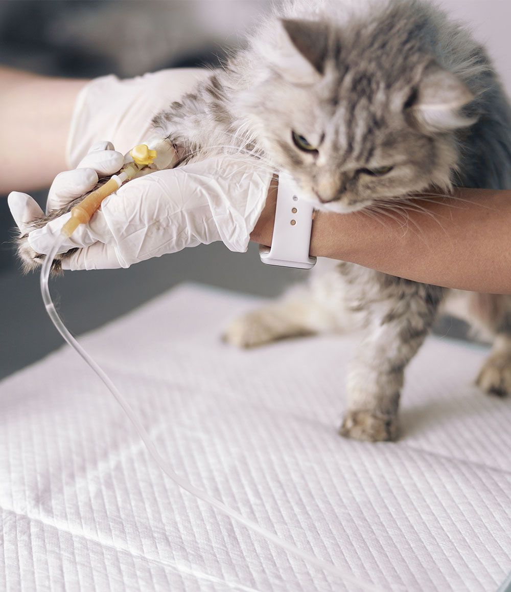 skilled veterinarians examines cat intravenous infusion table