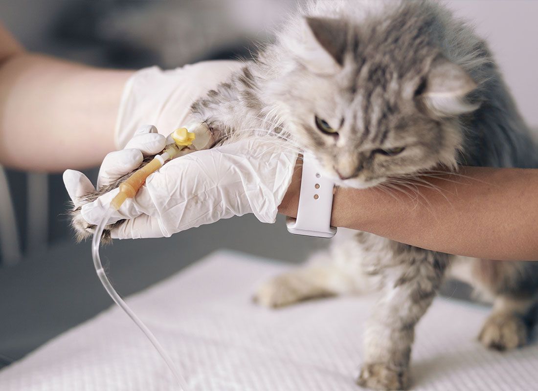 veterinarian examines cat under emergency care