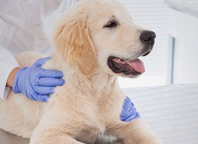 skilled veterinarian examines dog