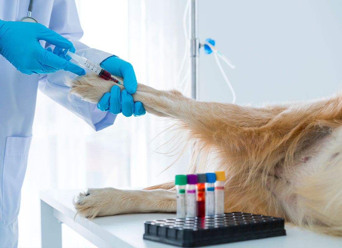 veterinarian taking diagnostic of pet