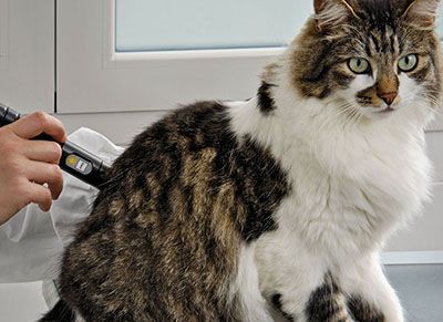 veterinarian make laser therapy test to cat