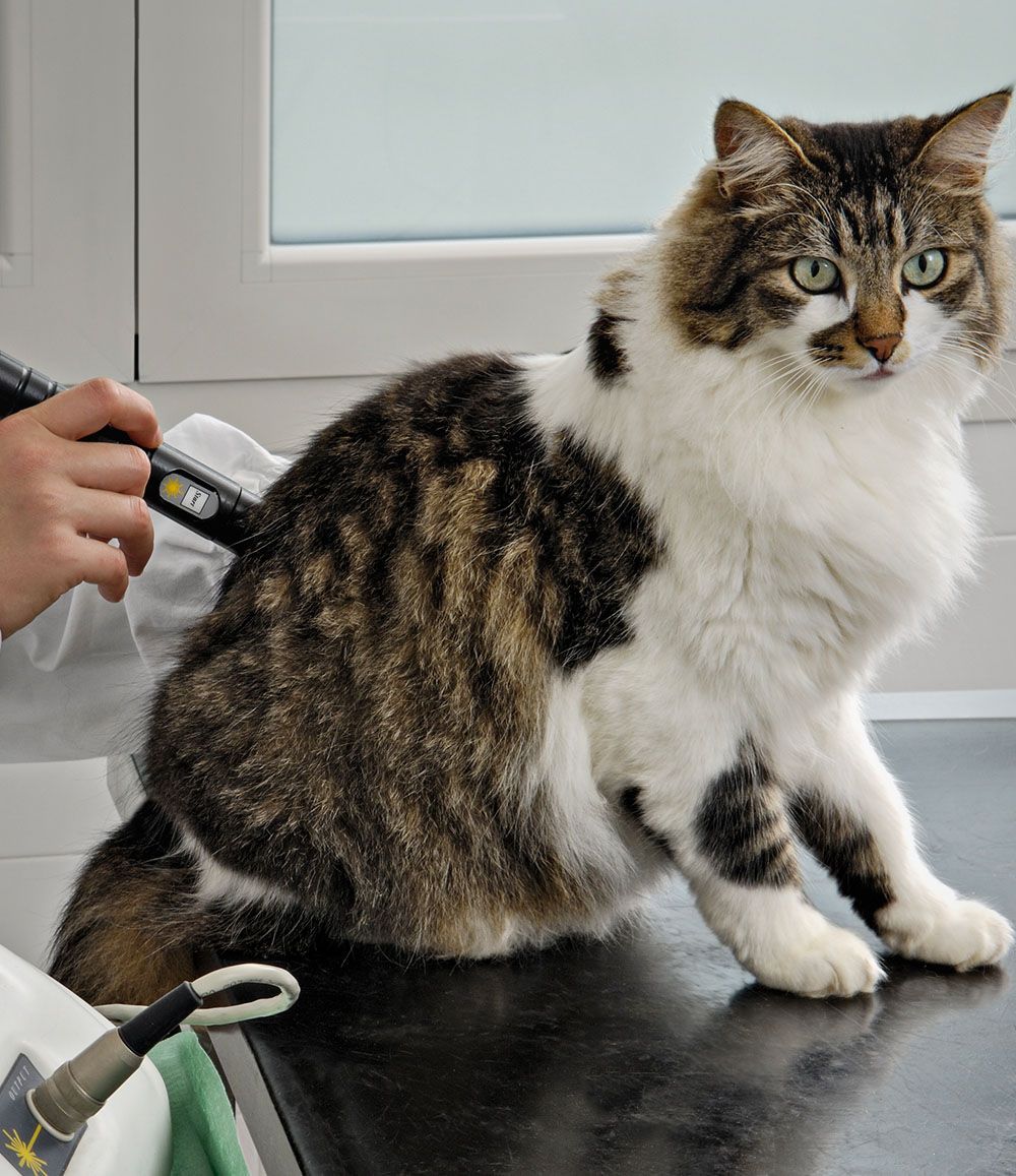 veterinarian make laser therapy test to cat