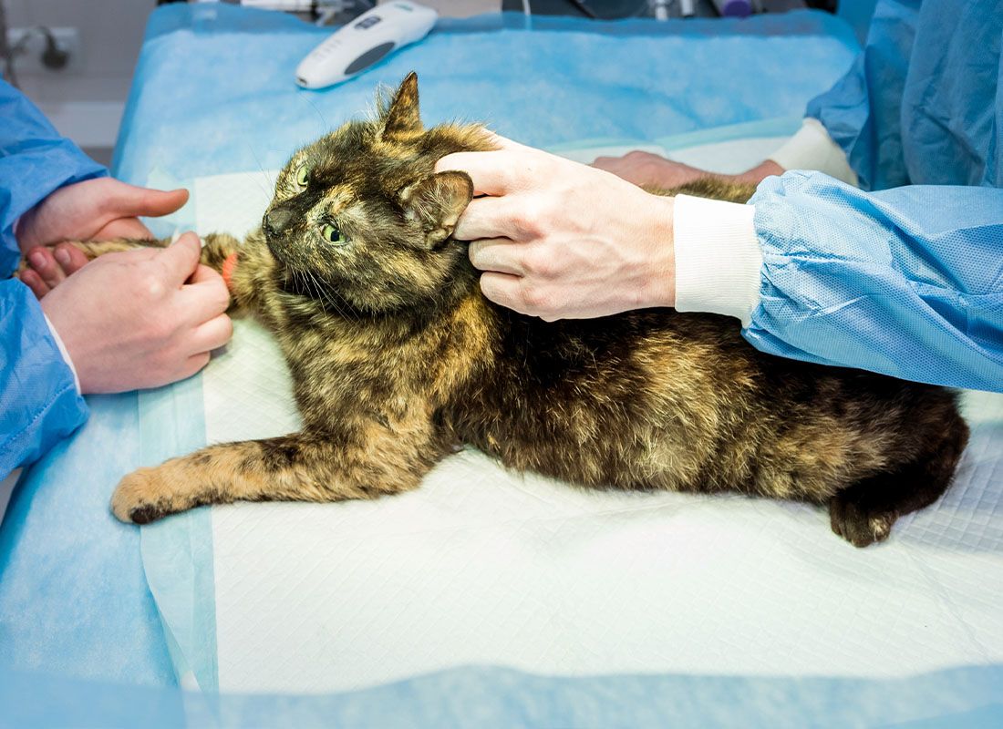 cat being prepared for surgery