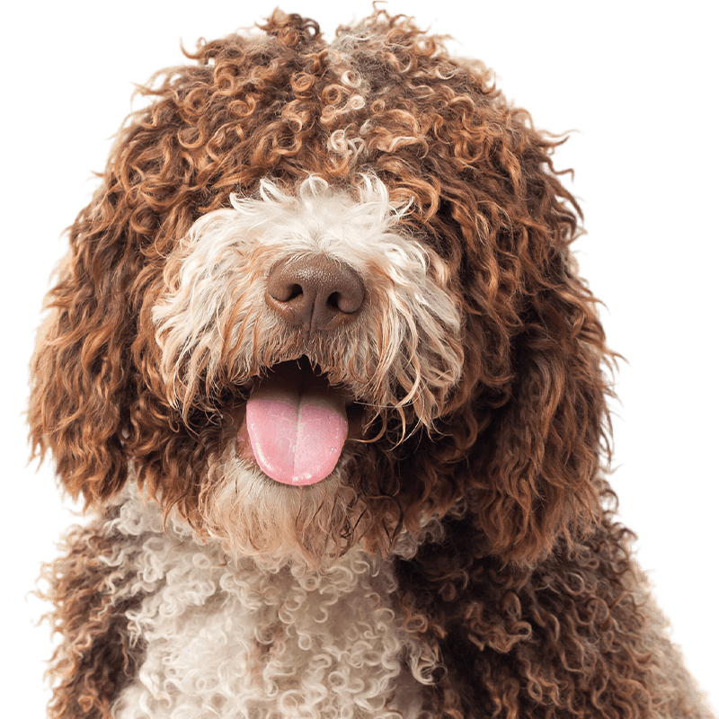 cute long haired brown dog with tongue out