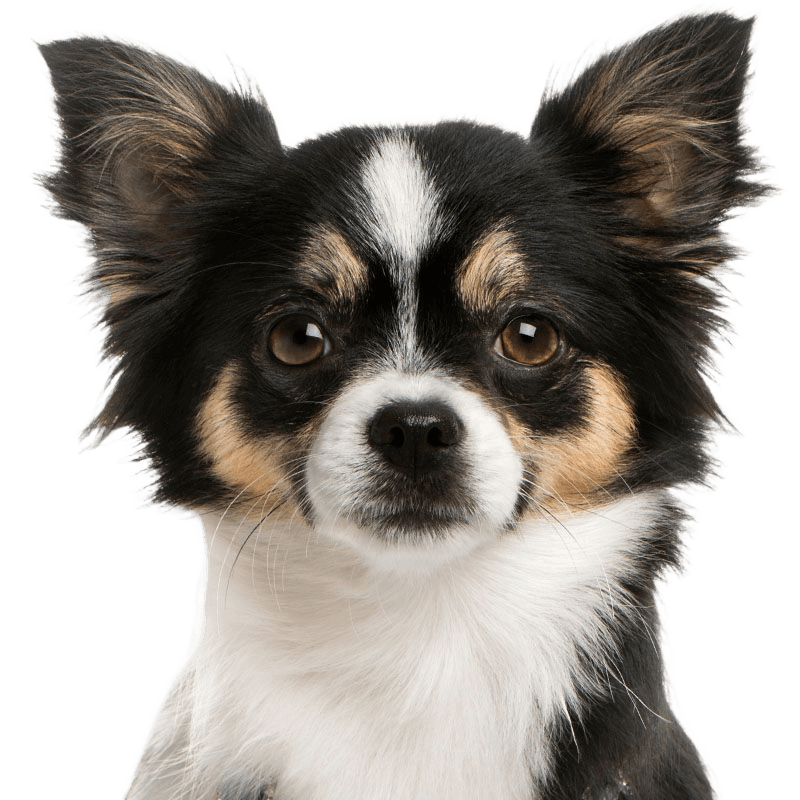 cute small chihuahua dog