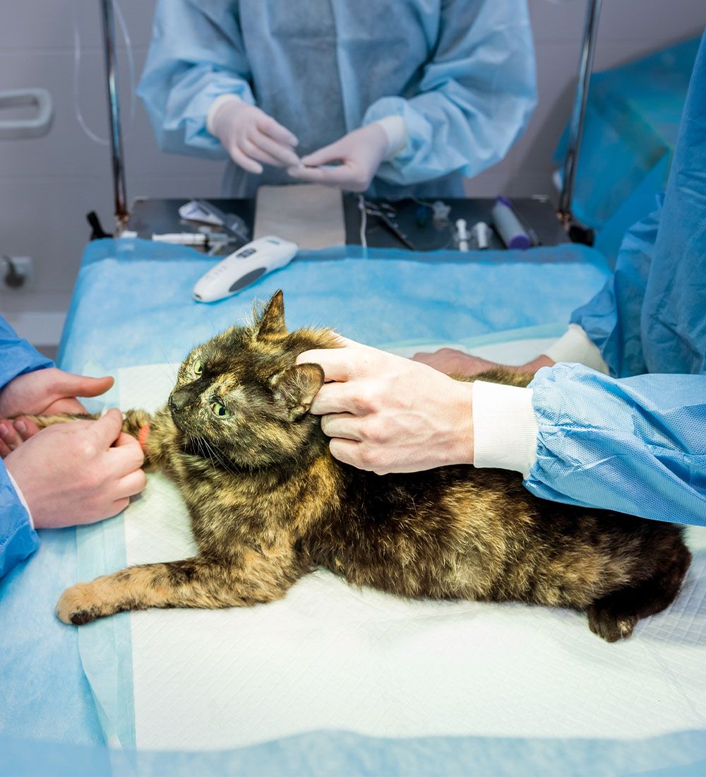veterinary surgeon is preparing cat for surgery