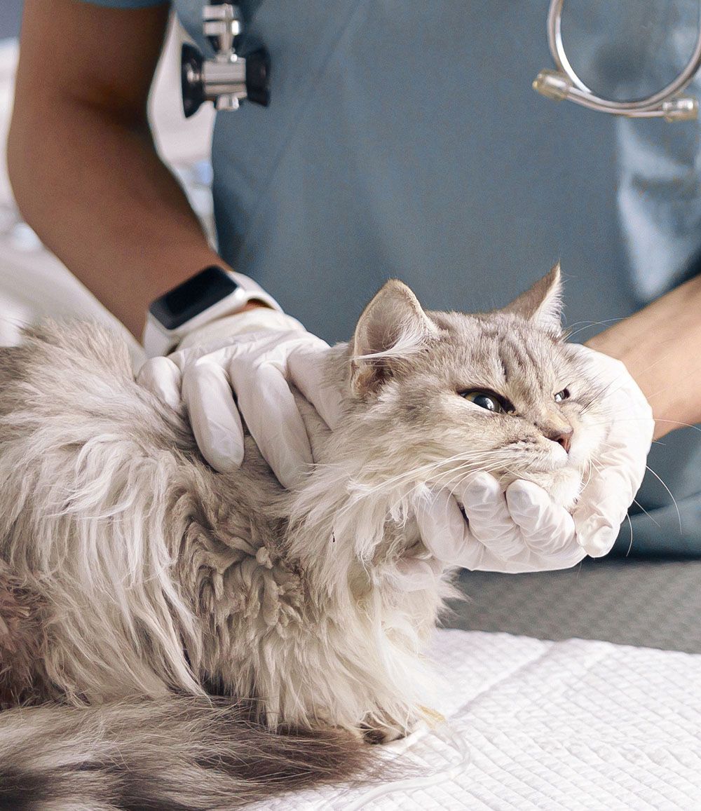 attentive asian lady veterinarian examines fluffy grey cat table