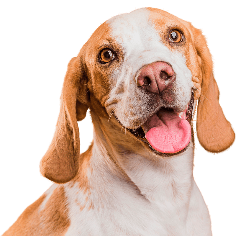 cute brown and white dog