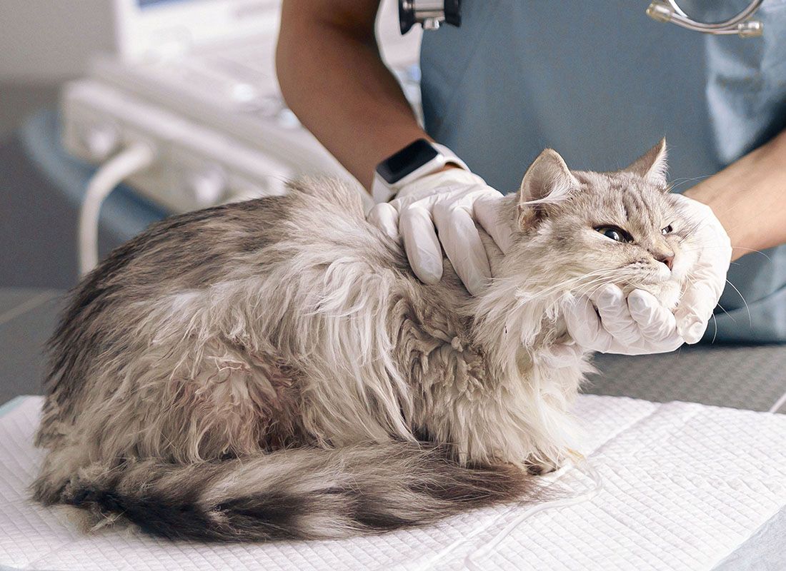 veterinarian examines fluffy grey cat