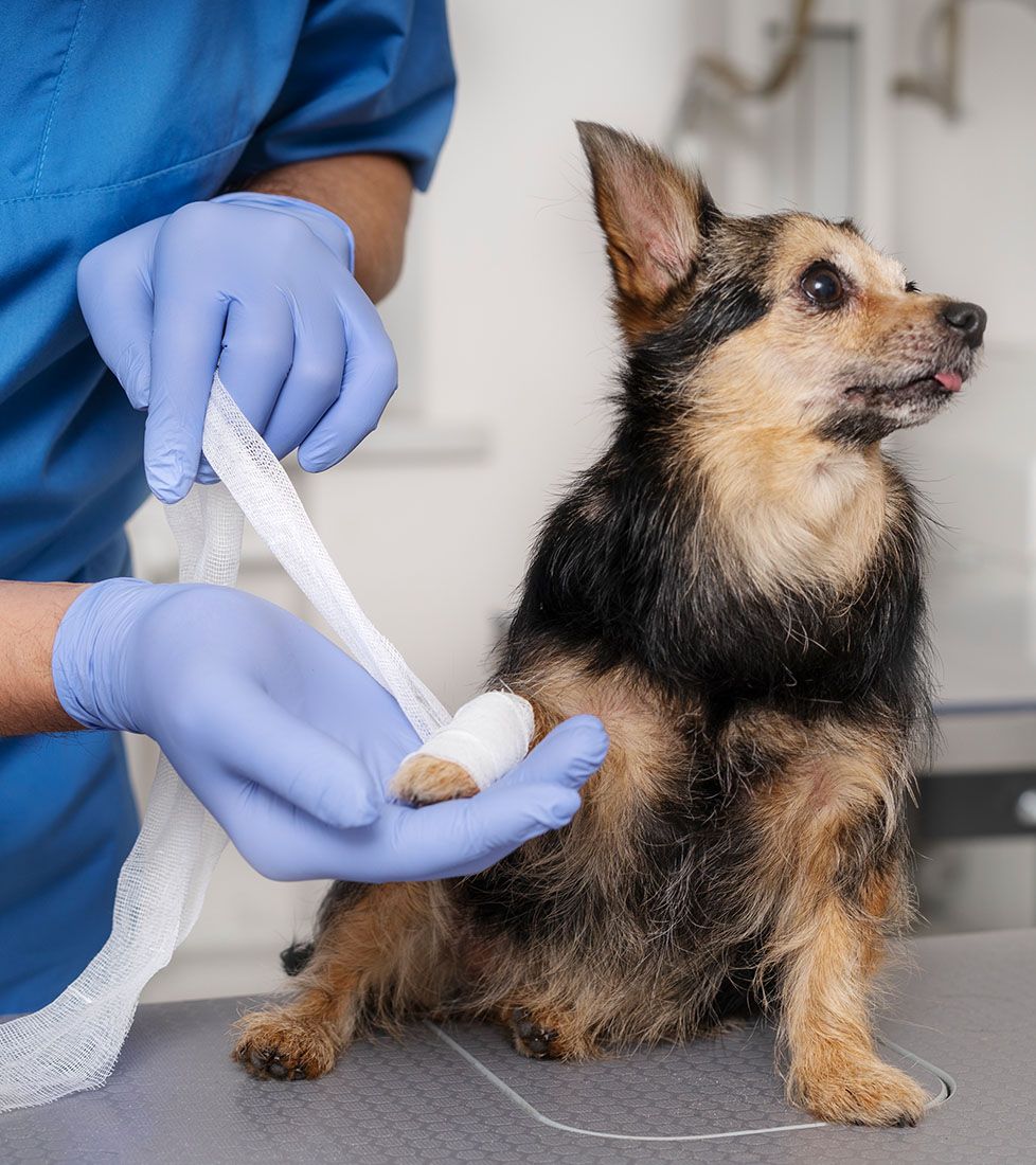 healthy pets urgent care lobby