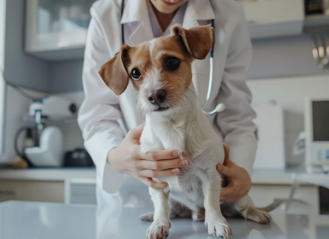 small dog being examined by veterinarian in a healthy pets urgent care
